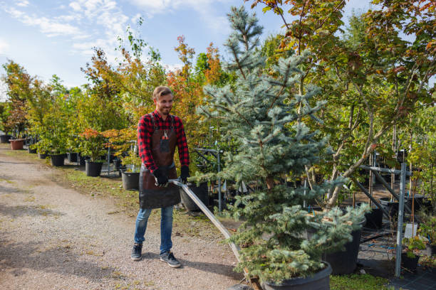 Reliable Hallsville, TX Tree Care  Solutions